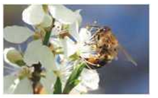 reproductioninplantsPollinationbyinsects