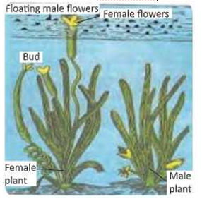 reproductioninplantsPollinationbywater