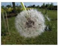 reproduction inplantsPollinationbywind