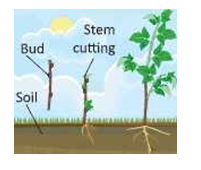 reproductioninplantsReproductionbyaerial