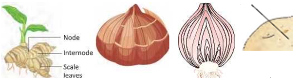 reproductioninplantsRhizome(ginger)Corm[gladiolus)Bulb(onion)Tuber(potato)