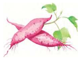 reproductioninplantsRootformnewplantontheminsweetpotato