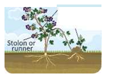 reproductioninplantsRunnersandandthick,andgrowstolonsinstrawberry