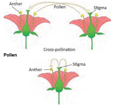 reproductioninplantsSelfandcrosspollination