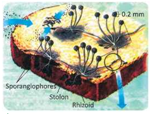 reproductioninplantsSporeformationinfungus
