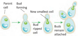 reproductioninplantsbudding inyeast