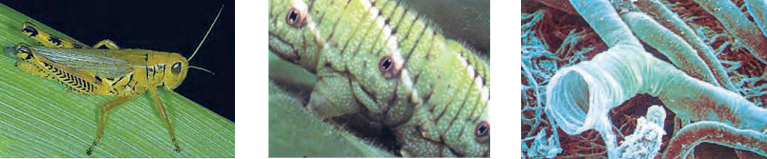 respiration-in-animals