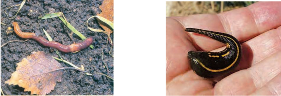 respiration-in-earth-worms