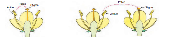 self-pollination-cross-pollination