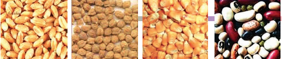some-variety-of-seeds
