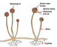 spore-formation