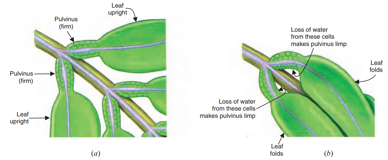 the leaves of sensitive plants fold due to the loss of watere from pulvinus at their base