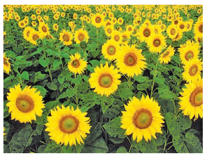 the sunflowers always face the sun .here sunlight is the stimulus and the sunflower plants respond by bending towards the sun
