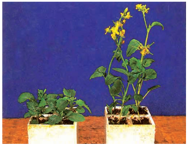 these pictures show the effect of gibberllin plant hormones on the growth of plants