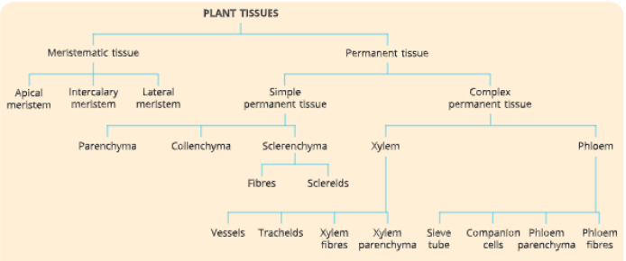 differenttypesofplanttissues