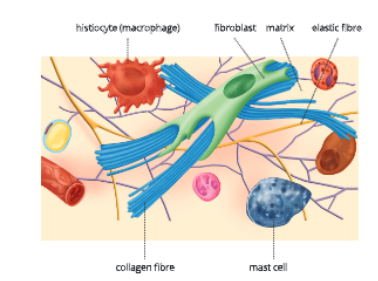 tissuearolarconnectivetissue