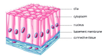 tissueciliatedcolumnarepithelium