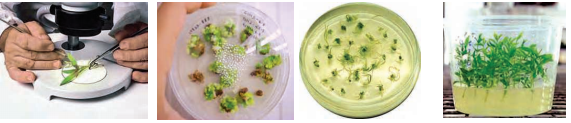 tissue-culture