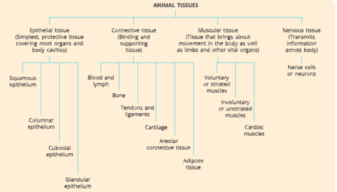 tissuedifferenttypesofanimaltissue
