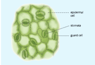 tissueepidermisofarhoeoleaf