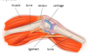 tissueligamentsandtendonsatajoint