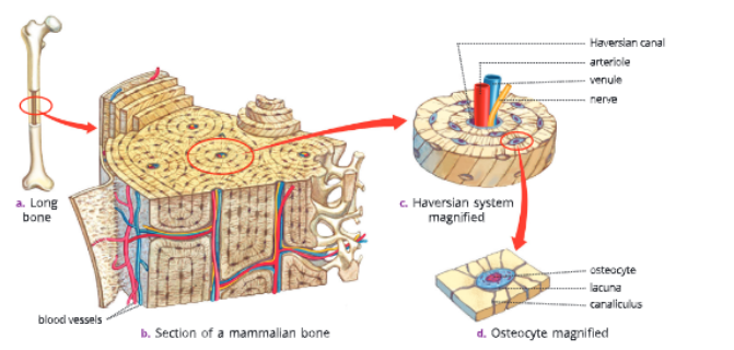 tissuelongbonetsofamamalinbone