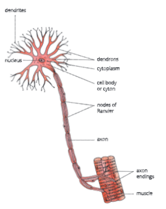 tissuenervecell