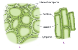 tissueperanchyma