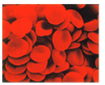 tissueredbloodcells