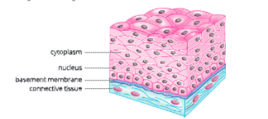 tissue stratifiedsquamousepithelium