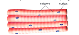 tissuestriatedmuscles