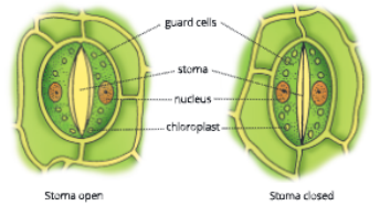 tissuestructureofastomata
