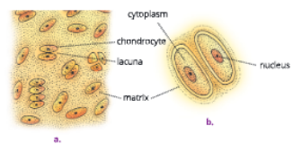tissuet.sofcartilagecartilagecellmagnified