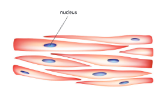 tissueunstraitedmuscles