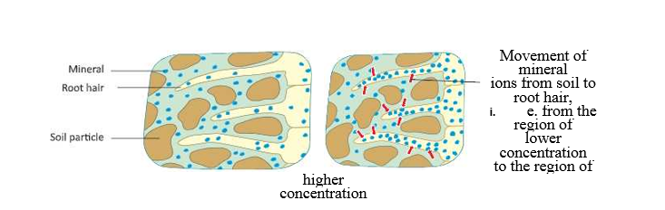transportation-system-in-plants-absorption of-minarl-in-root