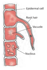 transportationysteminplantshighlymagnified structureofroothair