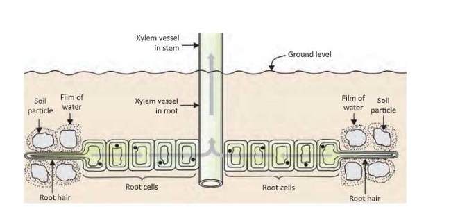 KSEEB Class 8 SSLC Biology Chapter 1 Transportation System In Plants ...