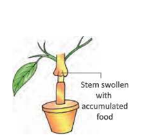 transportation-system-in-plants-phloem-conduct-food