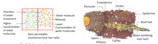 transportationsysteminplantsprocessofosmosis