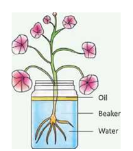 transportation-system-in-plants-root-absorption of-waterPNG