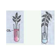 transportation-system-in-plants-test-tube-1-test-tube-2