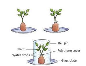 transportation-system-in-transpiration-of-water-through-leaves