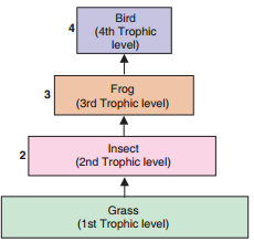 trophic-level-of-food-chain