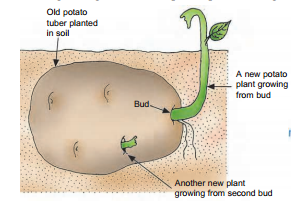 vegetative