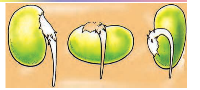 whichever way up a seed is planted its root always grows downwards into the soil