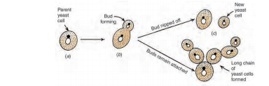 yeast