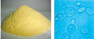yeast-cells