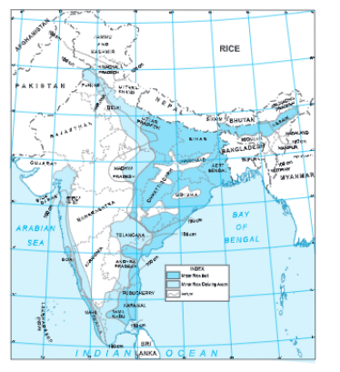 distribution of rice in india