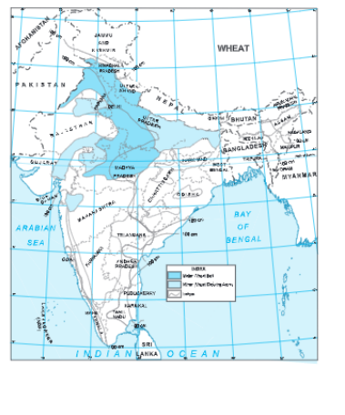 distribution of wheat in india