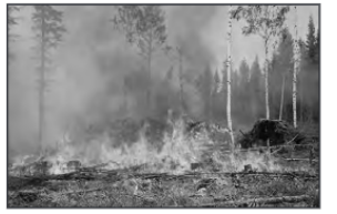 slah and burn agriculture